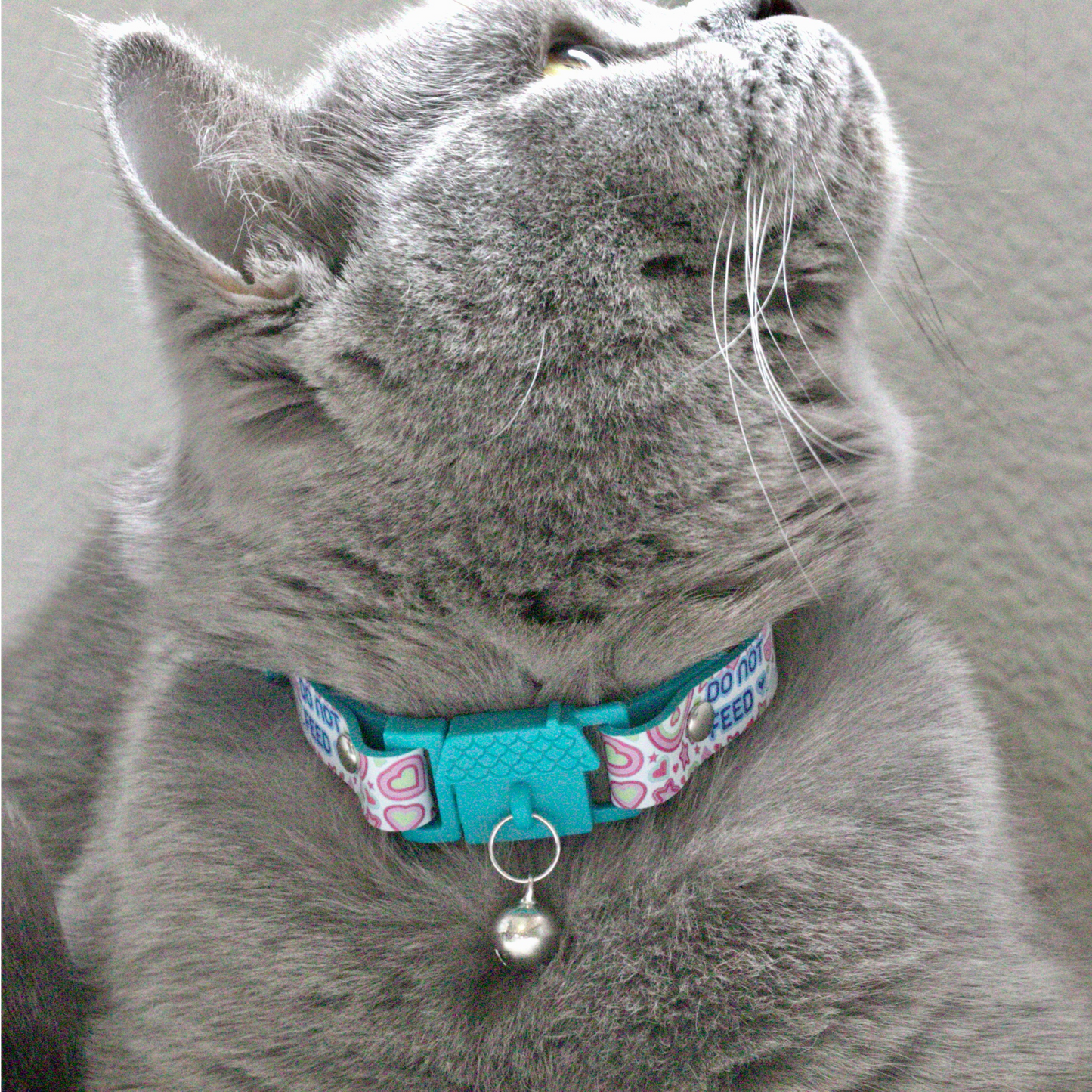 KITTYRAMA PEARL 'DO NOT FEED' CAT COLLAR - Quick Release, Breakaway, Hypoallergenic