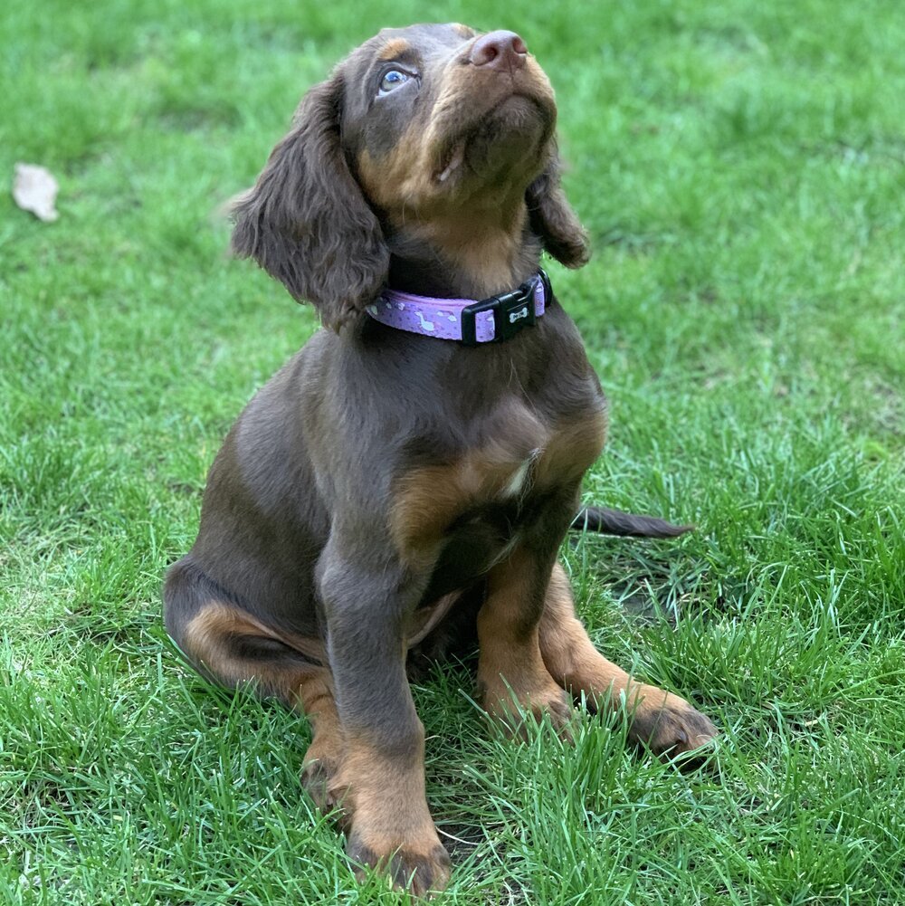 Daydreams and Unicorns Collar