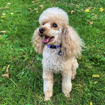 Daydreams and Unicorns Collar