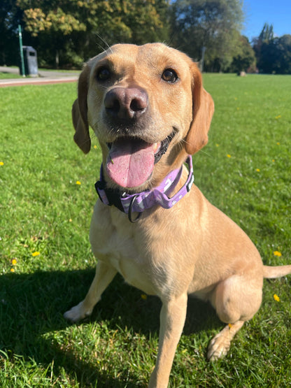 Daydreams and Unicorns Collar