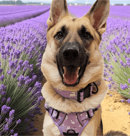 Daydreams and Unicorns Tactical Dog Collar