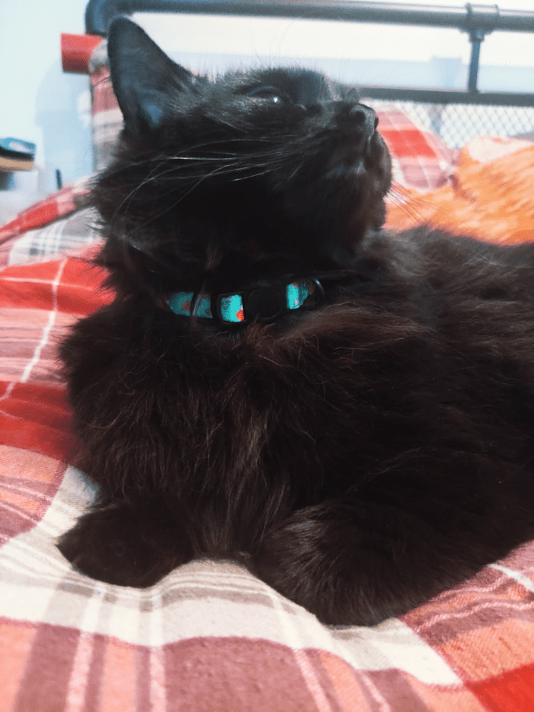 Inquisitive Fox Cat Collar