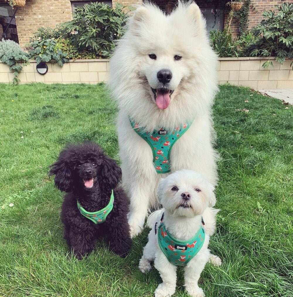 Inquisitive Fox XXS Puppy Harness