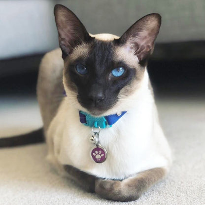 KITTYRAMA MONTE CARLO CAT COLLAR - Quick Release, Breakaway, Hypoallergenic