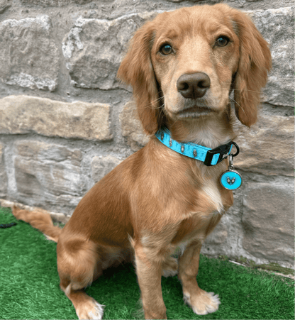 Otterly Lovely Dog Collar