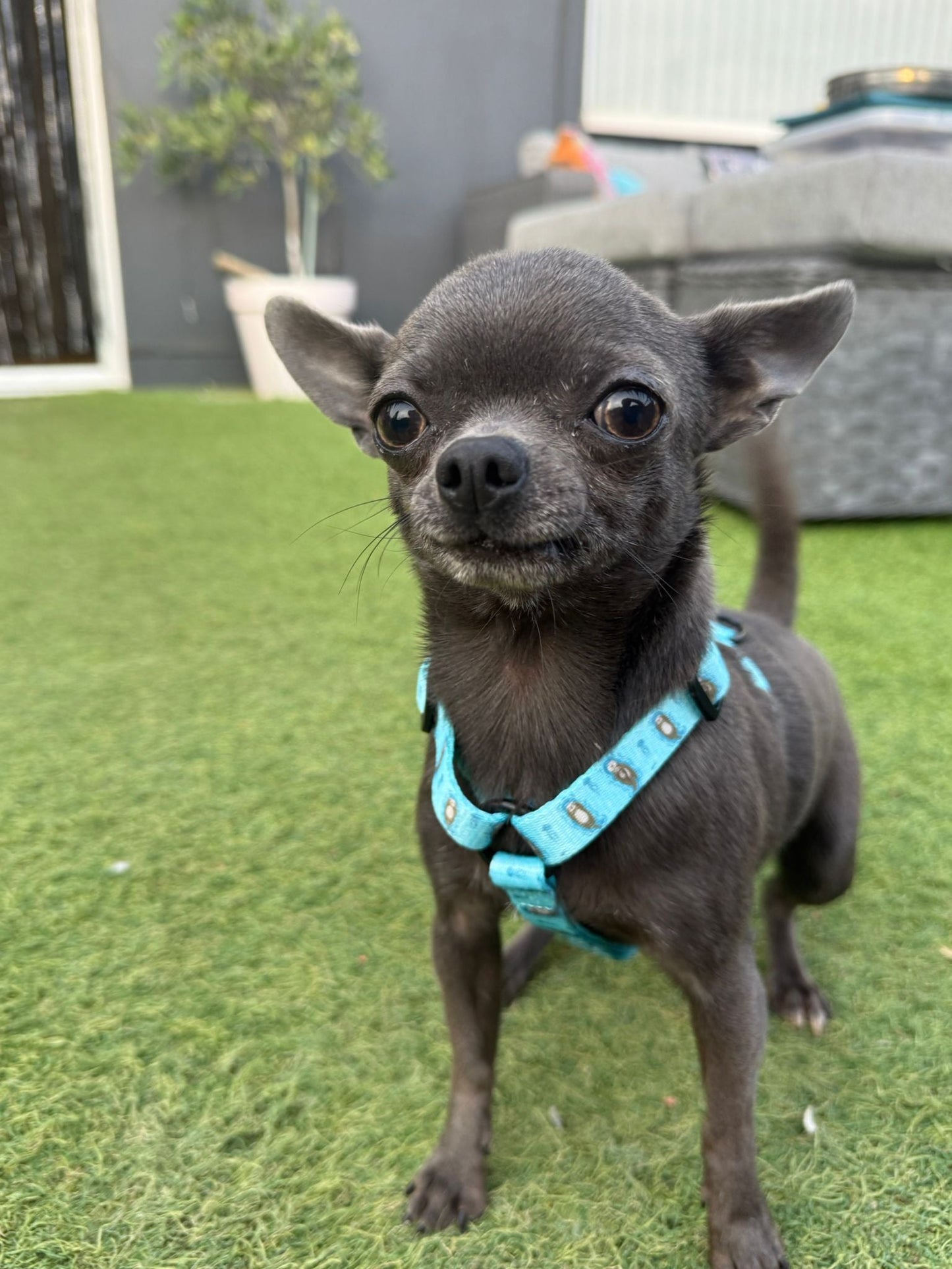 Otterly Lovely XXXS Puppy Harness