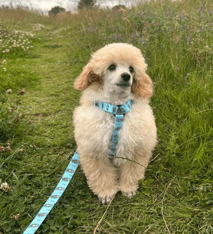 Otterly Lovely XXXS Puppy Harness