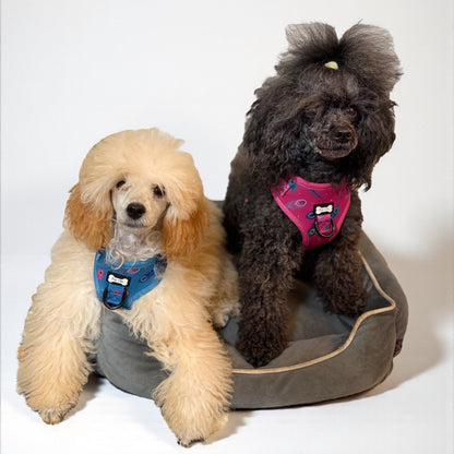 Power Peacock Step-In Adjustable Harness – Easy, Comfy & Made for Stylish Small Dogs!