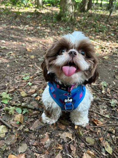 Power Peacock Step-In Adjustable Harness – Easy, Comfy & Made for Stylish Small Dogs!
