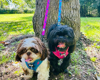 Power Peacock Step-In Adjustable Harness – Easy, Comfy & Made for Stylish Small Dogs!