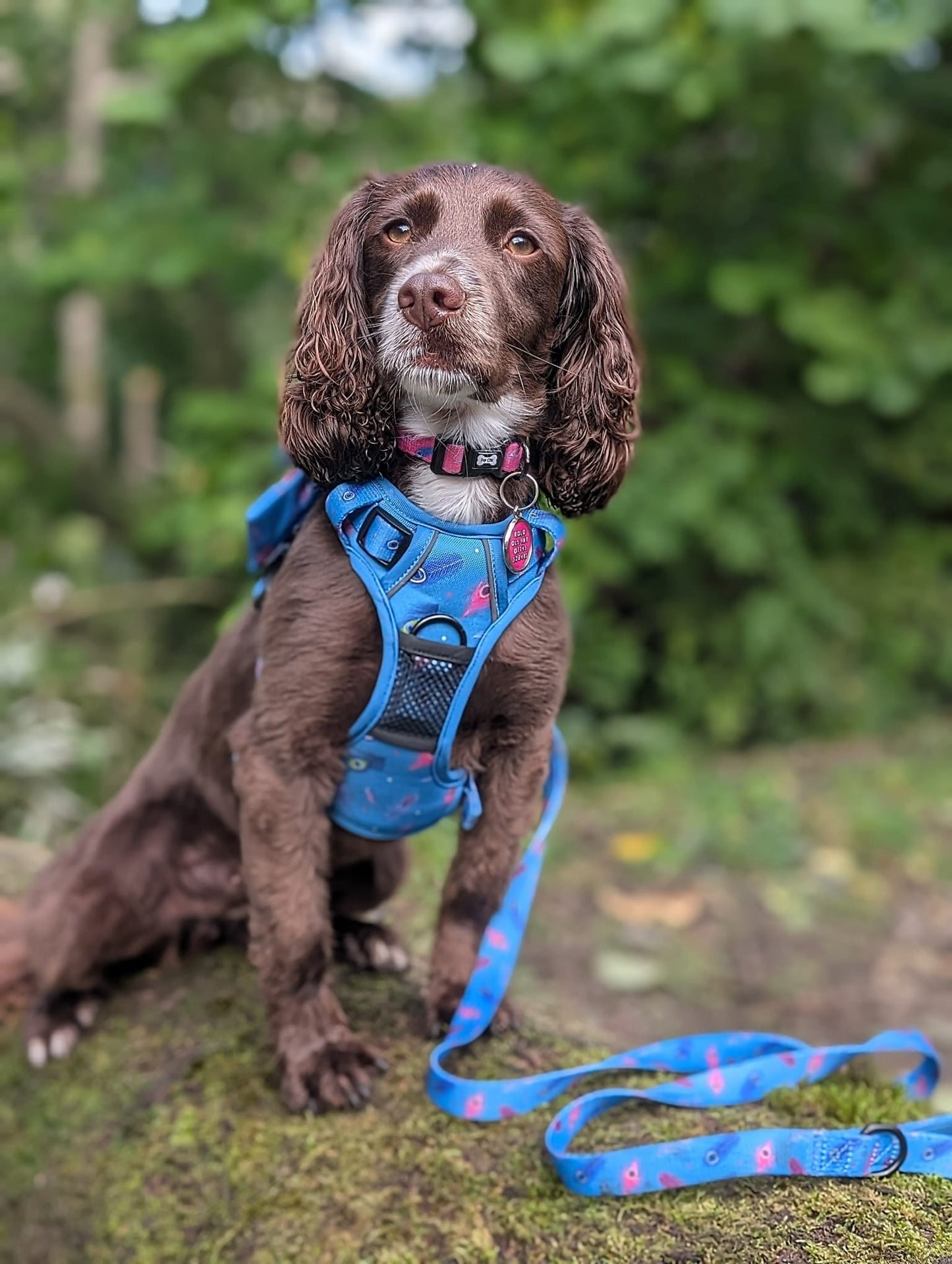 Power Peacock Tactical Dog Harness – No Pull & Fully Adjustable