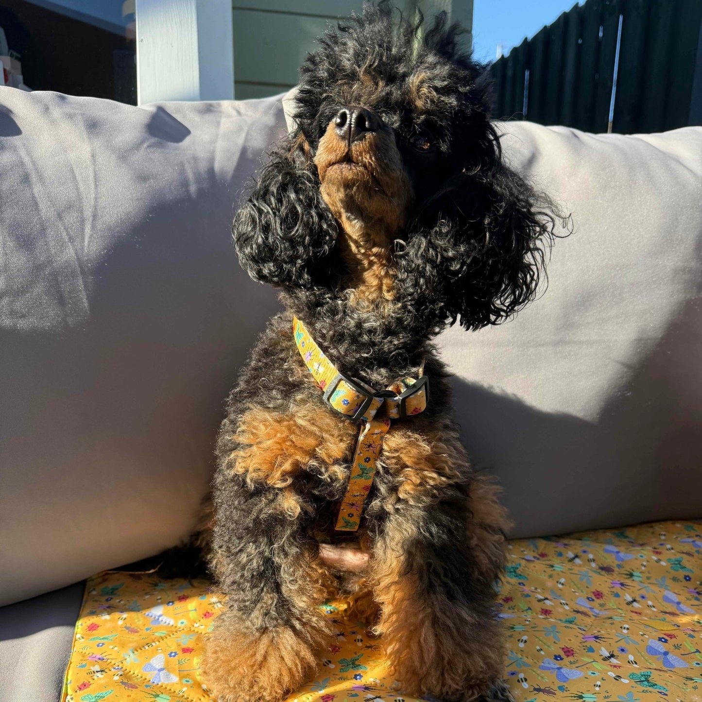 Summer Buzzin’ puppy XXXS strap harness