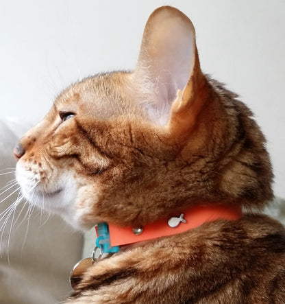 KITTYRAMA TANGERINE CAT COLLAR - Quick Release, Breakaway, Hypoallergenic